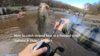 How to catch striped bass in a flooded river？▏ Jighead & Fluke ▏ Jerkbait