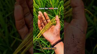 Pray for panjab #shorts #youtubeshorts #dontwastfood #punjabnews #viral