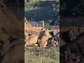 Mealtime For Lions #Wildlife | #ShortsAfrica #DiscoverMyAfrica