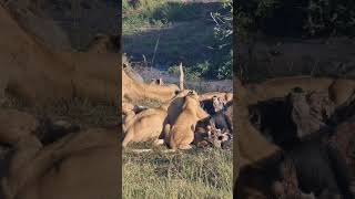 Mealtime For Lions #Wildlife | #ShortsAfrica #DiscoverMyAfrica