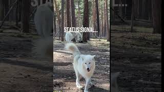 Arctic Wolf Shows Status 🐺Арктический волк демонстрирует статус 🐺