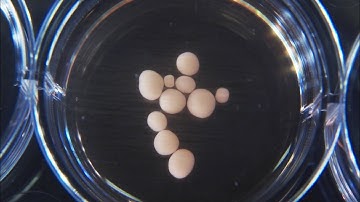 Brain Organoids as NPCs: Dropping Lab-Grown Brains Into Multi Player Video Games 