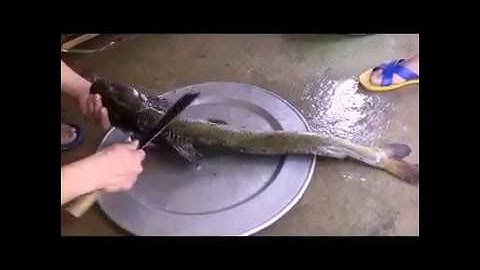 Đặc Sản Cá Suối Tây Bắc Gỏi Ngon Và Sạch Chỉ Có Ở Tây Bắc