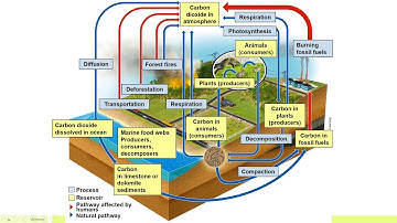 APES Unit 1.4: The Carbon Cycle