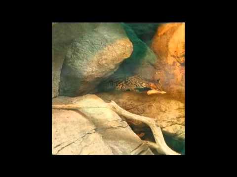 Ocelot eats rat - YouTube