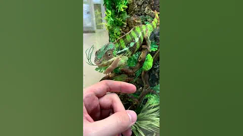 Приятные лапки хамелеона