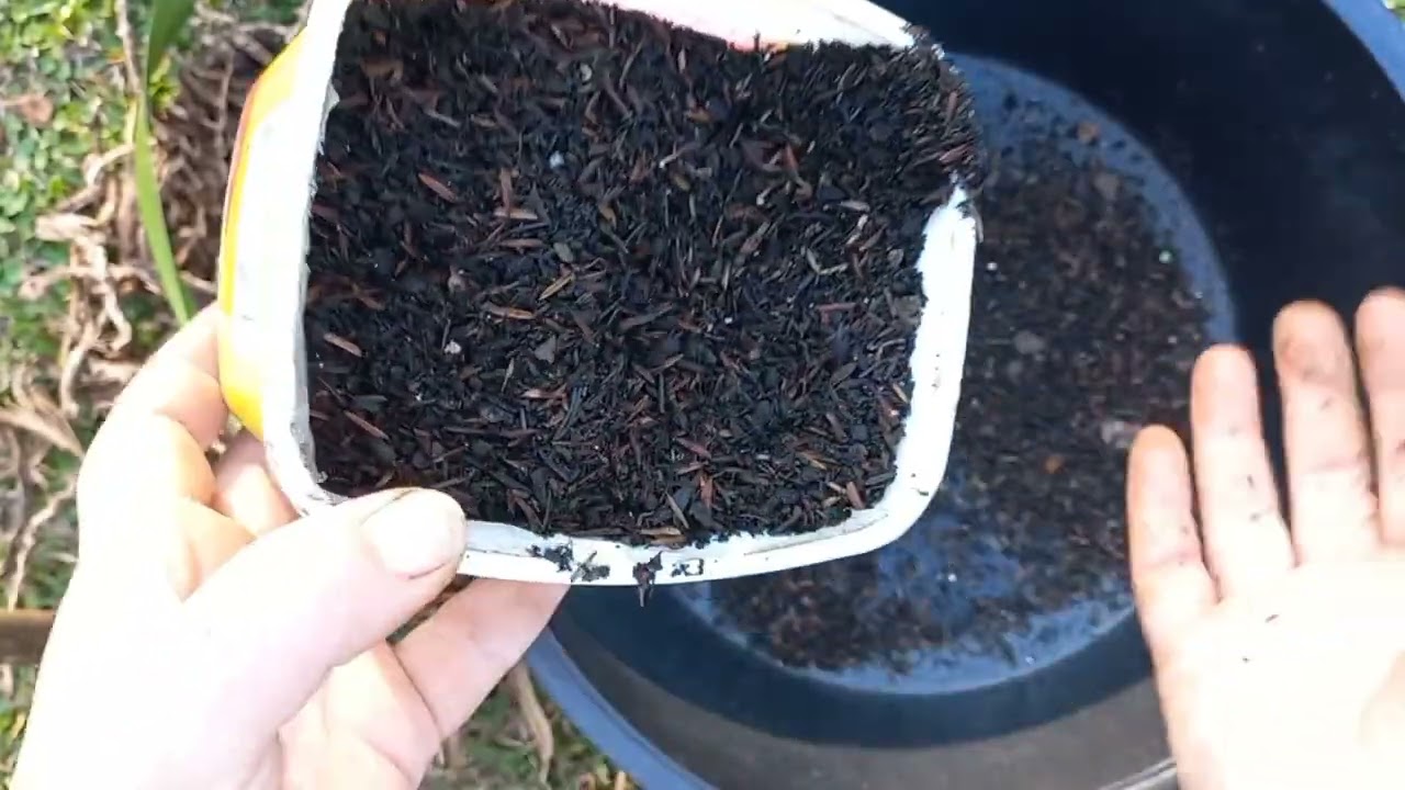 substrato para cymbidium/ como fazer mudas/ raiz podre como resolver