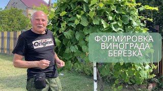 Формировка винограда «Берёзка» 🍇 | Опыт из Беларуси