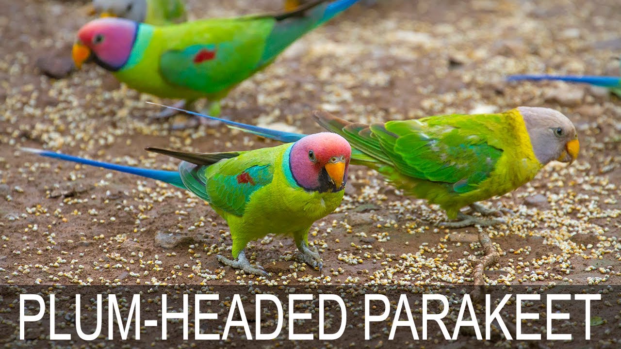 PLUM-HEADED PARAKEET