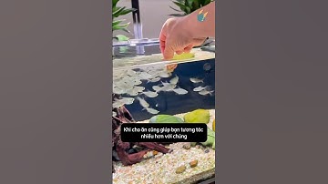 Mẹo nhỏ cá phát triển tốt và lên màu đẹp với tôm khô artemia #aquarium #youtubeshorts