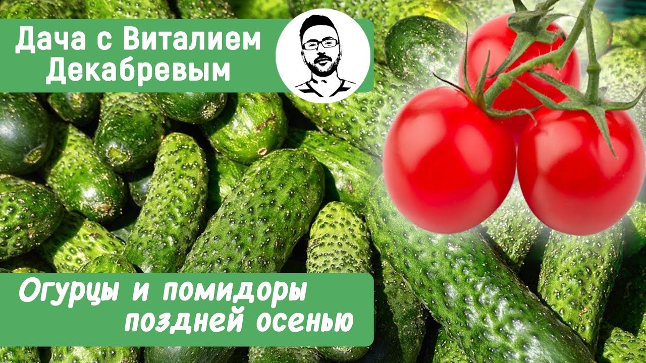 Как получать урожай помидоров и огурцов до поздней осени?