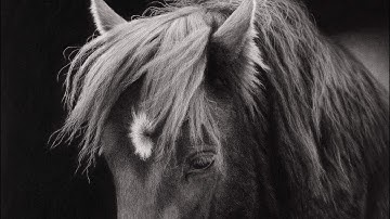 75 Hour Hyperrealistic Horse drawing / Time-lapse