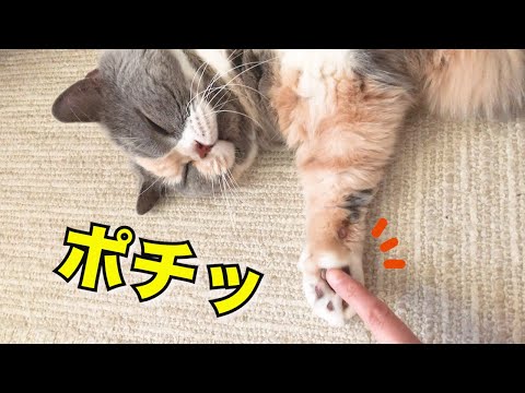 妹猫の入院中、ひたすらのんびりする猫|セルカークレックス|ブリティッシュショートヘア