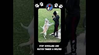 Timber and Wolfie, two Retriever, Labrador/Alaskan Huskies ready to rescue your family #Dogs #HTown by Citizens for Animal Protection 69 views 5 months ago 1 minute, 2 seconds