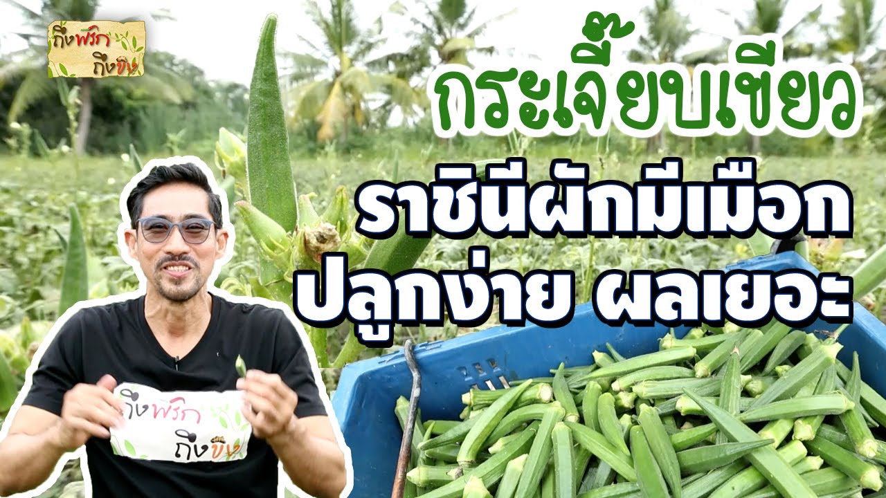 กระเจี๊ยบเขียว ราชินีผักมีเมือก ปลูกง่าย ผลเยอะ I ถึงพริกถึงขิง