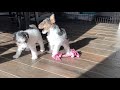 Utah Wire Fox Terrier Pups solving problems and playing