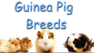Guinea Pig Breeds
