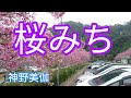138*桜みち    神野美伽+臺灣日月潭櫻花季