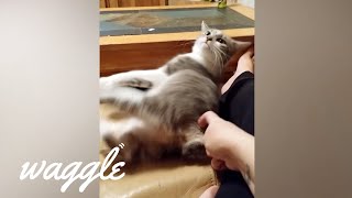 Best of Itchy Pets | Funny Animal Compilation