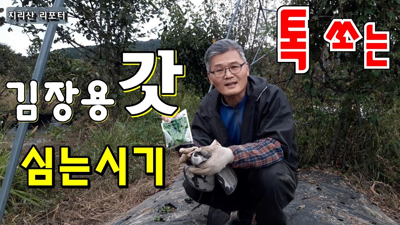 갓 심는 시기 ｜갓 파종시기, 가꾸는 방법｜톡 쏘는 김장용 갓 심으세요~｜mustard