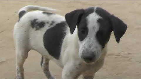 nirmal gautam टाइगर बनाम पेटबुल कुत्ते की मौत से लड़ाई