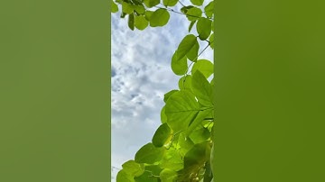 تلاوة الشيخ أبو حازم عبد الله كشاوي الجزائري .