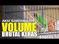 Aksi Gantangan Volume Cucak Ijo Brutal Makin Keras Membahana Mp3 - Mp4 Download