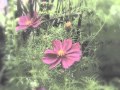 高校時代の音源3:秋桜 Cosmos (さだまさしさんの曲) by Mamiko with Sempai Cover