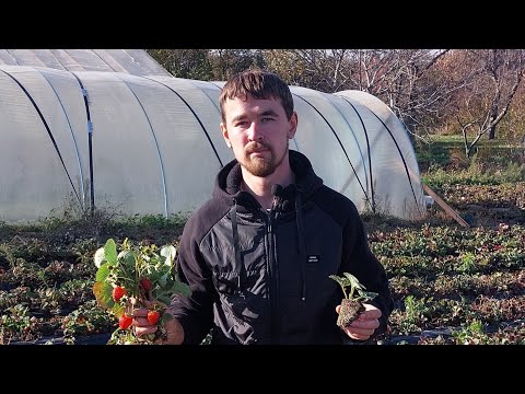 Мой метод посадки ремонтантной клубники. КОГДА ЖЕ САДИТЬ НСД СОРТА???