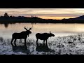 Moose In the  Evening Rut