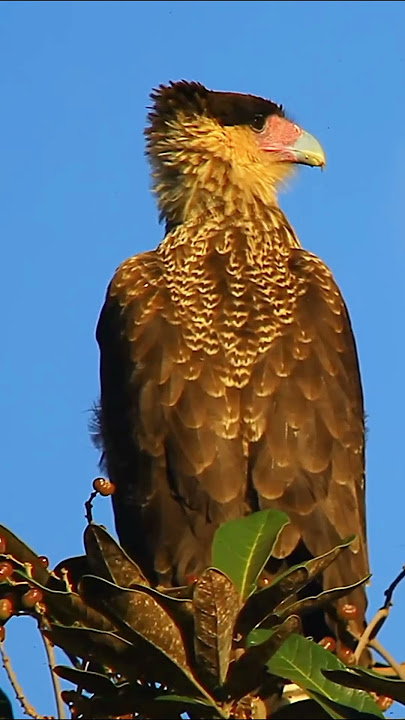 Download lagu #wildlifeentertainment #animalphotos #wildlife #animallife