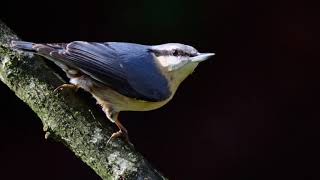 Nikon 1 J5 for wildlife photography