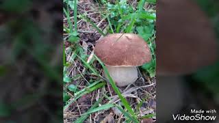 Kastamonu Araç Yaylaları