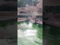 They’re kinda cute don’t you think #crocodile #travel #morocco #animals #holiday