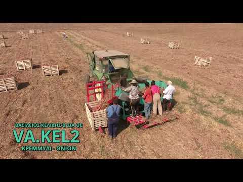 Βίντεο: Κρεμμύδια: προετοιμασία για τη συγκομιδή