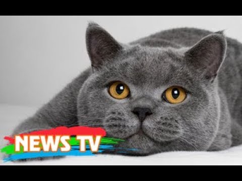 Video: Con Mèo Lớn Nhất Là Gì