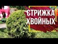 Стрижка хвойных 🌲 Ландшафтный Дизайн из Туи 🌲  Garden zoo