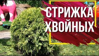 Стрижка хвойных 🌲 Ландшафтный Дизайн из Туи 🌲  Garden zoo