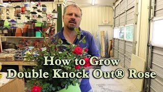 How to grow Double Red Knock Out® Rose with a detailed description