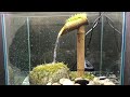 【30㎝ cube 水槽で作るつくばい・かけひ】和風テラリウム④Japanese Aqua terrarium Tsukubai（日本の庭）ASMR