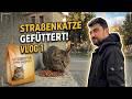 Straßenkatzen füttern – Woche 1: So hat alles angefangen 🐱