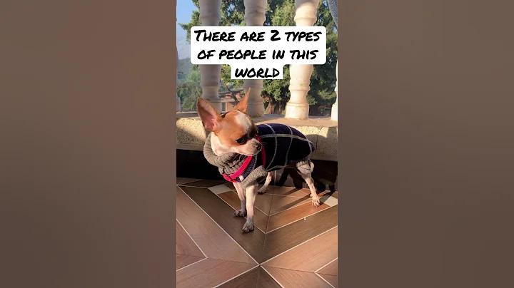 Types of people in this world #chihuahua #dog #viral #funny #puppy #cute #shorts #youtubeshorts