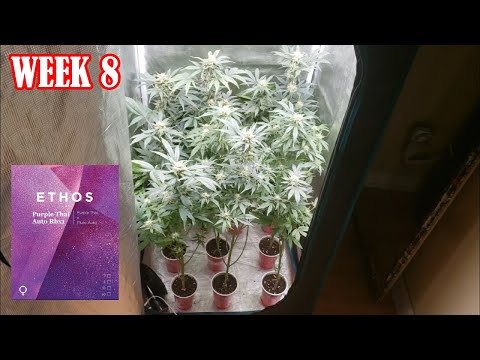 ●SEA OF GREEN Sea of Green Cannabis Grow: Maximize Yields, Save Space