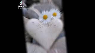 Papatya Sevenler Burdasiz ?...