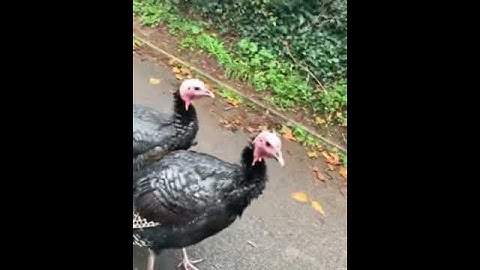Thumbnail of Turkey Available for Thanksgiving - Turkey bird Sound - Turkey bird farm in America