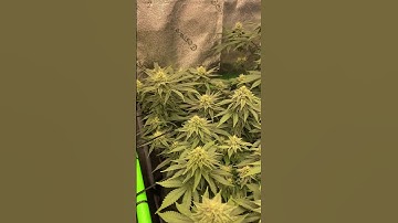 RQS 4/10 #flowers #cannabiscommunity #metal #foop #viralvideo #indoorgrowing #trellis #canopy#4x2