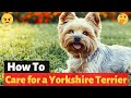How to care for your new Yorkshire Terrier puppy?
