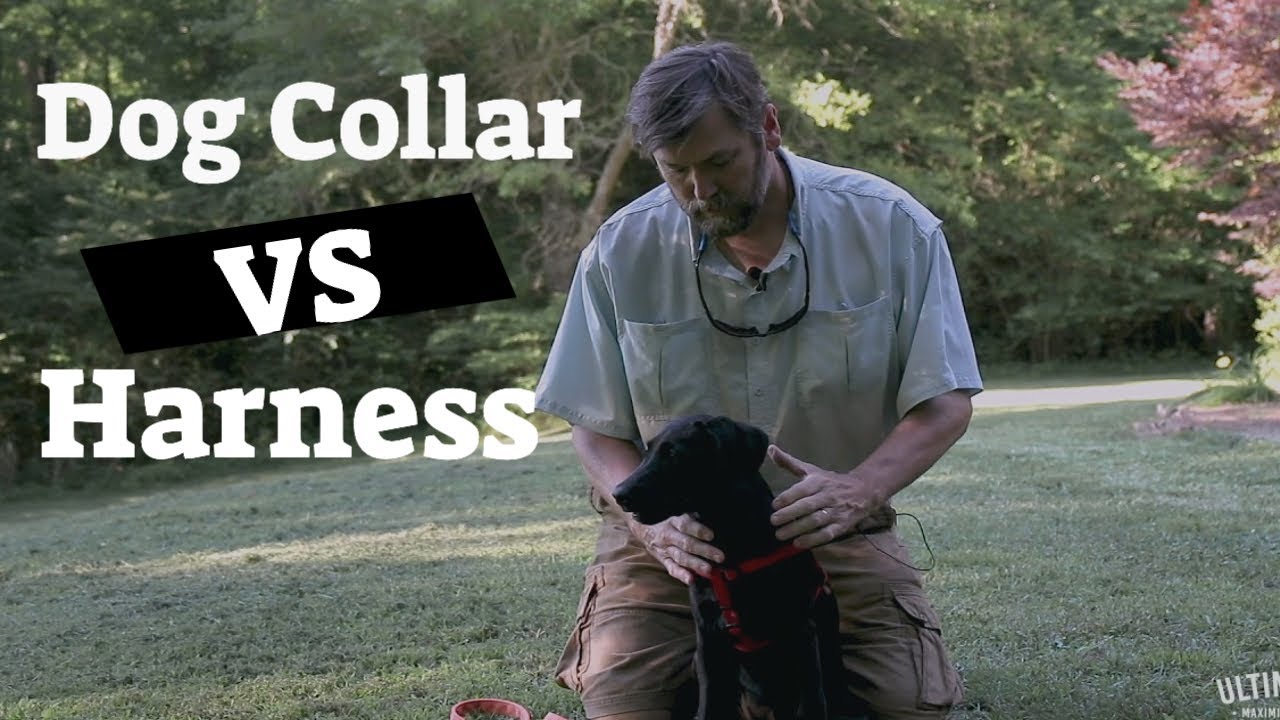 When to use a Dog Collar vs Harness. Great for all ages of dogs! YouTube