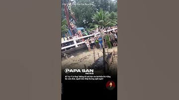 ĐÀ NẴNG XÔN XAO: "Cá Ông" lụy bờ giữa mùa mưa lũ, liệu có phải điềm báo bình an?