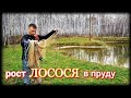 Рост ЛОСОСЯ в пруду. РЕЗУЛЬТАТ.